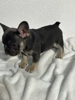 Baby June, a female French Bulldog for sale in Fort Worth, TX – 2 of 10