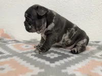 Etta, a female French Bulldog for sale in Fort Worth, TX – 4 of 10