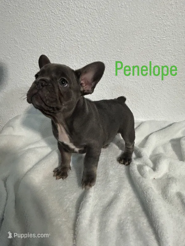 Penelope – French Bulldog puppy for sale in Fort Worth, TX