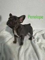 Penelope, a female French Bulldog for sale in Fort Worth, TX – 1 of 10