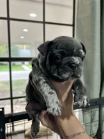 Etta, a female French Bulldog for sale in Fort Worth, TX – 5 of 10