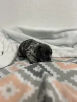 Etta, a female French Bulldog for sale in Fort Worth, TX – 8 of 10