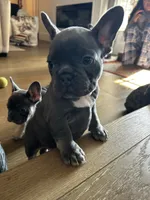 Penelope, a female French Bulldog for sale in Fort Worth, TX – 2 of 10