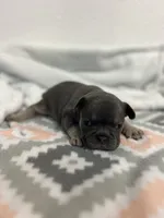 Baby June, a female French Bulldog for sale in Fort Worth, TX – 7 of 10