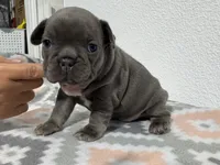 Penelope, a female French Bulldog for sale in Fort Worth, TX – 7 of 10