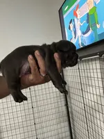 Lana, a female French Bulldog for sale in Fort Worth, TX – 7 of 10