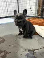 Lana, a female French Bulldog for sale in Fort Worth, TX – 4 of 10