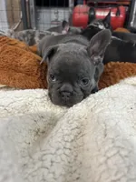 Penelope, a female French Bulldog for sale in Fort Worth, TX – 4 of 10