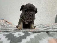 Baby June, a female French Bulldog for sale in Fort Worth, TX – 6 of 10