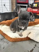 Baby June, a female French Bulldog for sale in Fort Worth, TX – 4 of 10