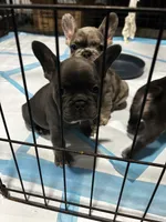 Penelope, a female French Bulldog for sale in Fort Worth, TX – 3 of 10