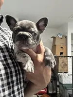 Etta, a female French Bulldog for sale in Fort Worth, TX – 2 of 10