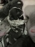 Etta, a female French Bulldog for sale in Fort Worth, TX – 9 of 10