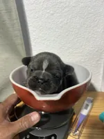 Lana, a female French Bulldog for sale in Fort Worth, TX – 9 of 10