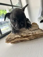 Penelope, a female French Bulldog for sale in Fort Worth, TX – 5 of 10