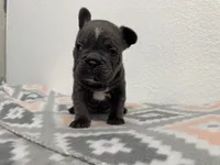 Lana, a female French Bulldog for sale in Fort Worth, TX – 5 of 10