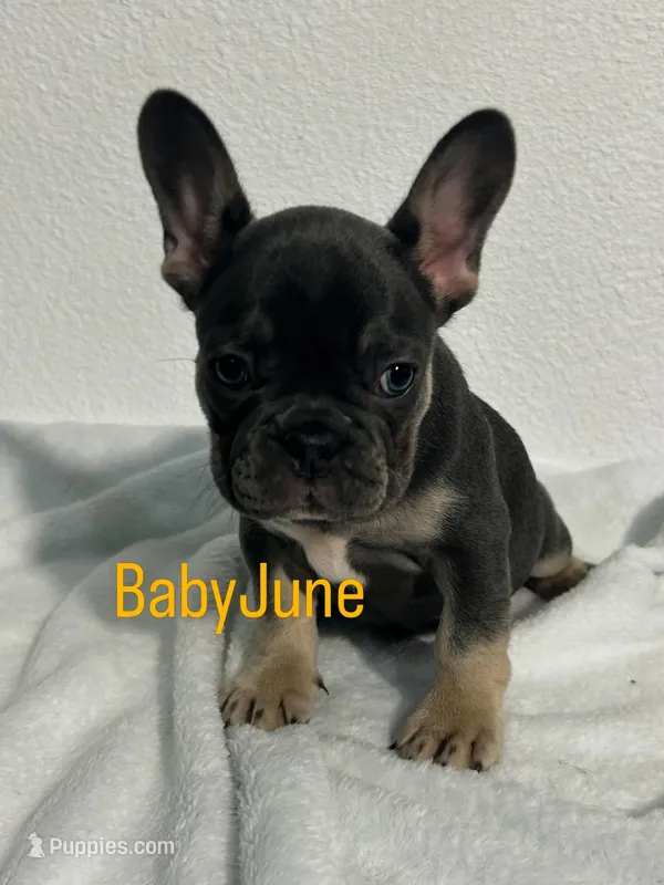Baby June – French Bulldog puppy for sale in Fort Worth, TX