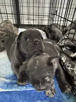 Penelope, a female French Bulldog for sale in Fort Worth, TX – 8 of 10