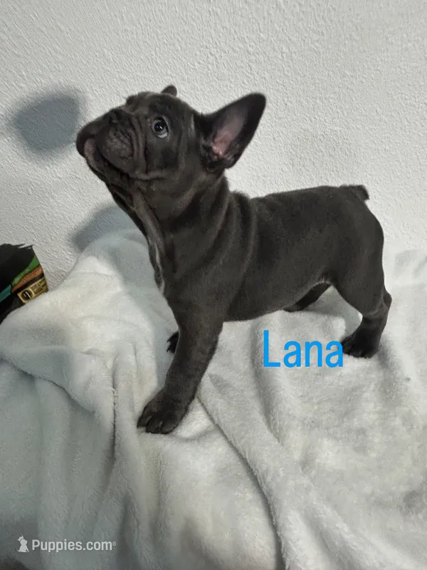Lana – French Bulldog puppy for sale in Fort Worth, TX