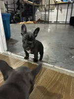 Lana, a female French Bulldog for sale in Fort Worth, TX – 2 of 10