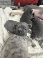Penelope, a female French Bulldog for sale in Fort Worth, TX – 9 of 10