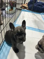 Lana, a female French Bulldog for sale in Fort Worth, TX – 3 of 10