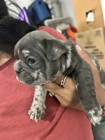 Etta, a female French Bulldog for sale in Fort Worth, TX – 6 of 10