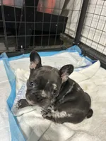 Etta, a female French Bulldog for sale in Fort Worth, TX – 3 of 10