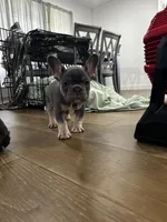 Baby June, a female French Bulldog for sale in Fort Worth, TX – 3 of 10
