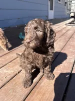 Jelly, a female Labradoodle for sale in Lincoln, NE – Photo 1 of 10