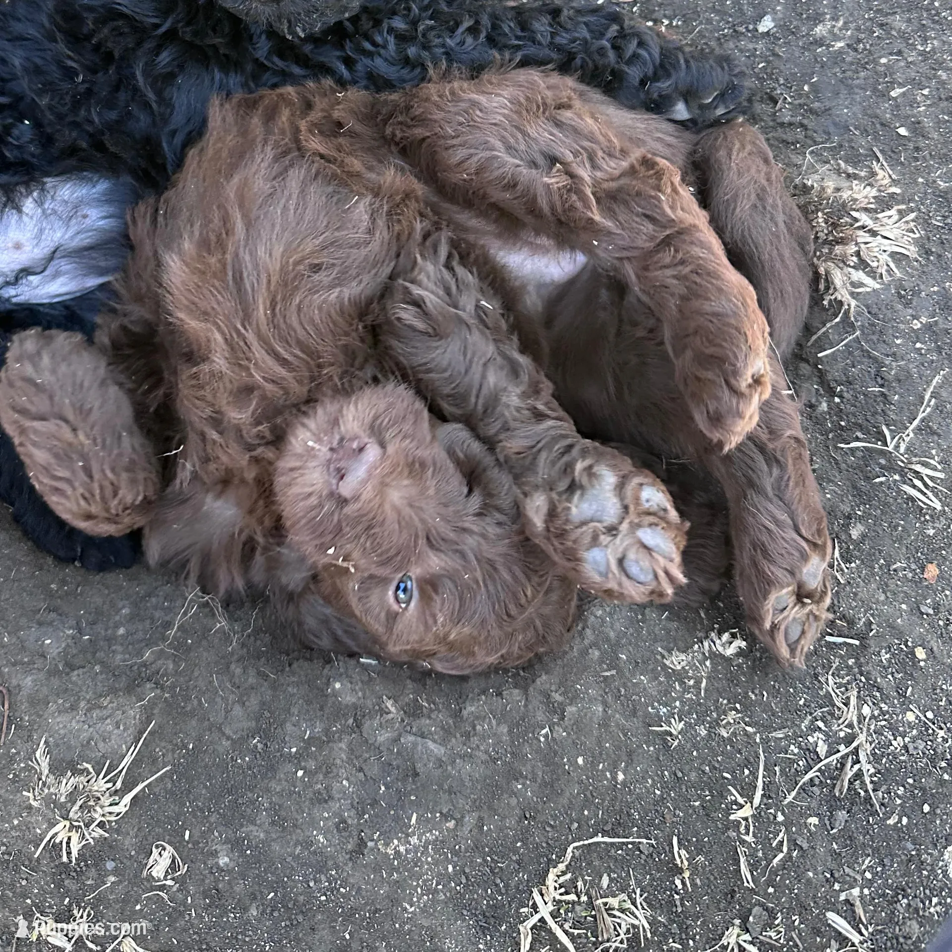 Jelly, a female Labradoodle for sale in Lincoln, NE – Photo 9 of 10
