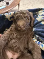Jelly, a female Labradoodle for sale in Lincoln, NE – Photo 7 of 10