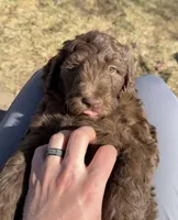 Jelly, a female Labradoodle for sale in Lincoln, NE – Photo 5 of 10