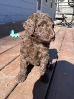Jelly, a female Labradoodle for sale in Lincoln, NE – Photo 6 of 10