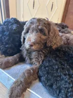Jelly, a female Labradoodle for sale in Lincoln, NE – Photo 3 of 10
