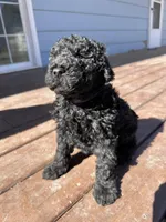 Penny, a female Labradoodle for sale in Lincoln, NE – Photo 4 of 9