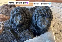 Penny, a female Labradoodle for sale in Lincoln, NE – Photo 3 of 9