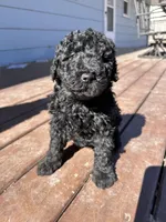 Penny, a female Labradoodle for sale in Lincoln, NE – Photo 1 of 9