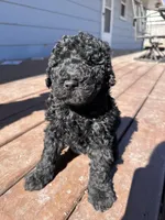 Penny, a female Labradoodle for sale in Lincoln, NE – Photo 5 of 9