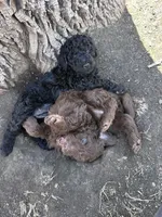 Penny, a female Labradoodle for sale in Lincoln, NE – Photo 9 of 9