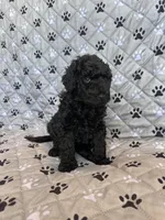 Penny, a female Labradoodle for sale in Lincoln, NE – Photo 8 of 9