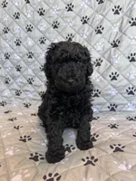 Penny, a female Labradoodle for sale in Lincoln, NE – Photo 7 of 9