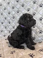 Penny, a female Labradoodle for sale in Lincoln, NE – Photo 6 of 9