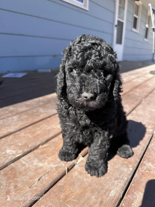 Diesel – Labradoodle puppy for sale in Lincoln, NE