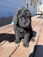 Diesel, a male Labradoodle for sale in Lincoln, NE – Photo 7 of 8