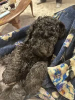 Diesel, a male Labradoodle for sale in Lincoln, NE – Photo 4 of 8