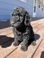 Diesel, a male Labradoodle for sale in Lincoln, NE – Photo 5 of 8