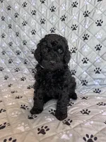 Diesel, a male Labradoodle for sale in Lincoln, NE – Photo 8 of 8
