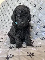 Diesel, a male Labradoodle for sale in Lincoln, NE – Photo 6 of 8