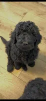Mr. G, a male Labradoodle for sale in Lincoln, NE – Photo 2 of 9